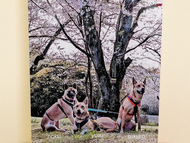 春の思い出 ずっとそばに…3匹のワンコと桜のフォトスタンド