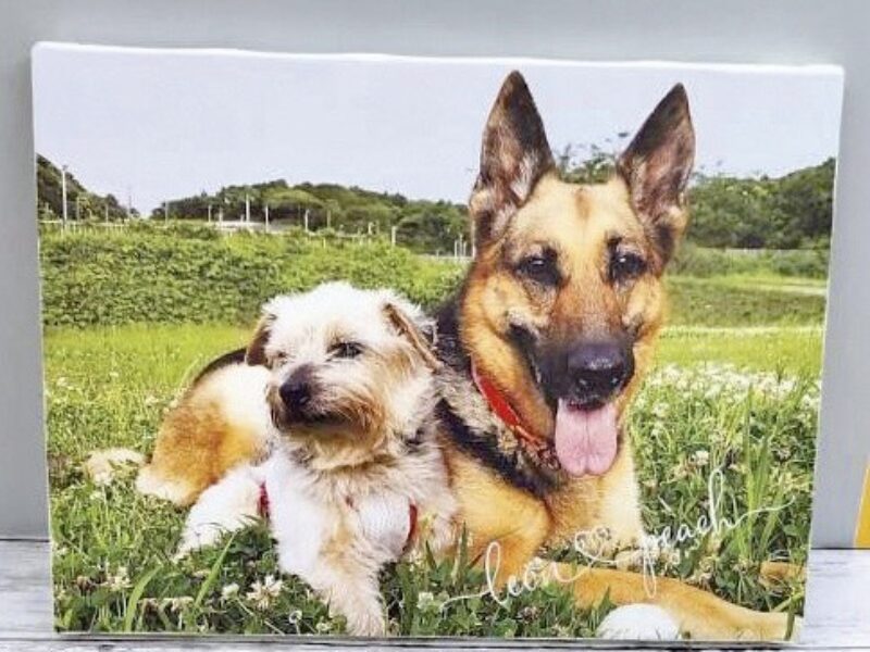 うちの子が“作品”になる…オリジナルキャンバスを納品しました